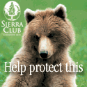 Sierra Club Bear